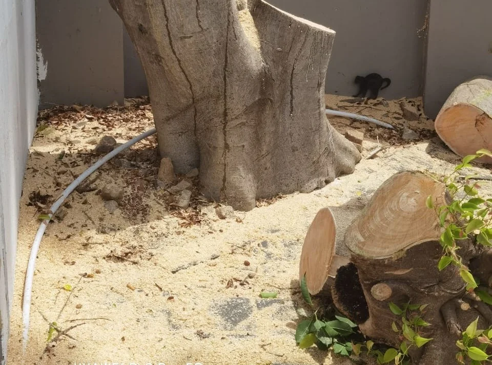 WhatsApp Image 2024 11 13 At 15.12.56 4